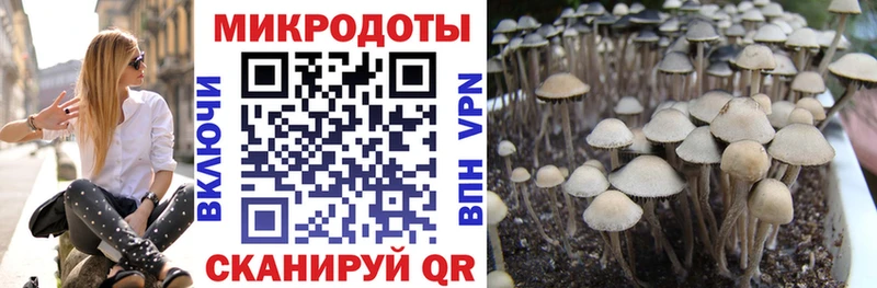 hydra tor  Оренбург  Псилоцибиновые грибы Psilocybine cubensis 